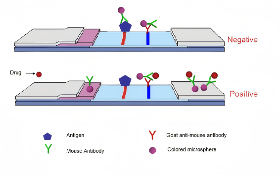princ&iacute;pio do teste de drogas na urina