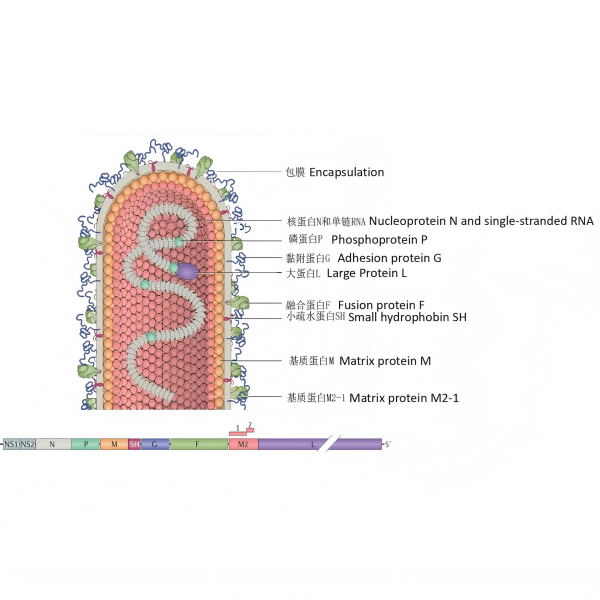 O 'rei da pneumonia' em crianças está chegando!